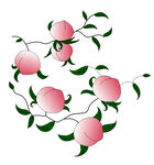 寿桃桃子手绘桃子矢量桃子