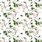 大花 牵牛花植物