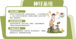 神经系统科普知识展示
