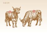 手绘牛素描插画