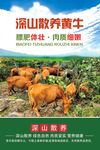 深山散养黄牛