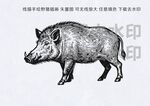 手绘线描矢量野猪