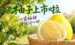 柚子上市