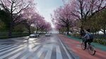 春日骑行于烂漫樱花道