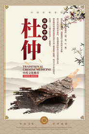 杜仲中药海报