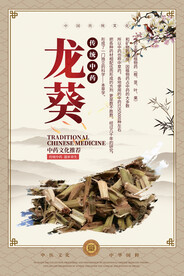 龙葵中药海报