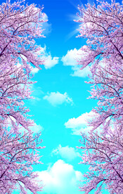蓝天白云 樱花