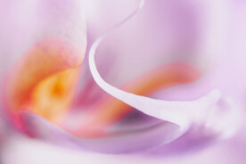 紫色流体渐变科技线条背景