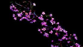 樱花开放视频素材