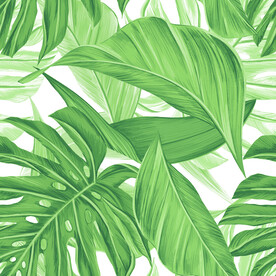 热带植物龟背竹