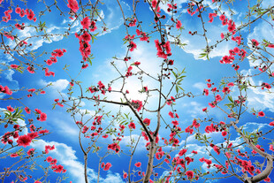蓝天白云桃花
