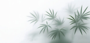 雾气磨砂膜效果绿植贴图