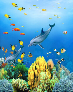 海底世界 海豚与多彩鱼类