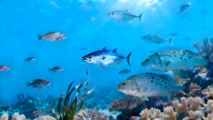 海底多彩鱼群与珊瑚景观