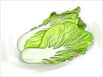 手绘白菜