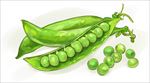 手绘豌豆