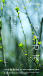 植树节 微信稿