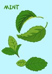 手绘薄荷叶子 插画
