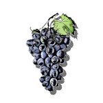 紫色葡萄插画分层素材水果手绘