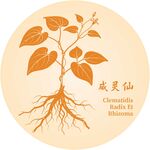 威灵仙植物图示