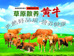 草原散养黄牛