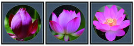 荷花三联画