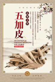 五加皮中药海报