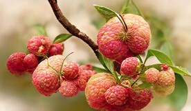 新中式手绘水果荔枝杨梅装饰画