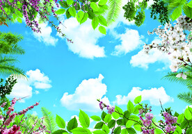 蓝天白云 绿叶