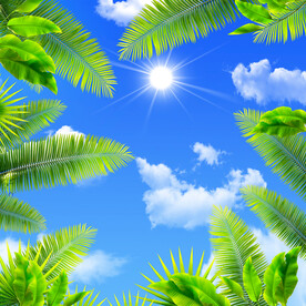 蓝天白云 椰树