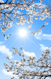 白鸽 天空吊顶 吊顶壁画 蓝天