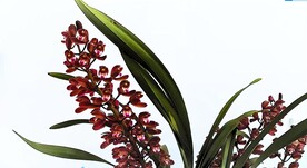 兰花开放延时摄影