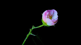 蜗牛和木芙蓉花开视频素材