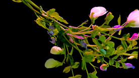 豌豆花开延时摄影