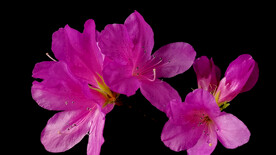 杜鹃花延时摄影