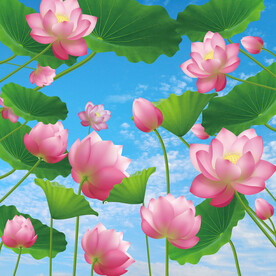 仰视蓝天白云荷花