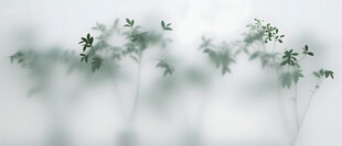 雾气磨砂膜效果绿植贴图