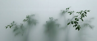 雾气磨砂膜效果绿植贴图