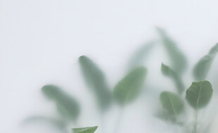 雾气磨砂膜效果绿植贴图