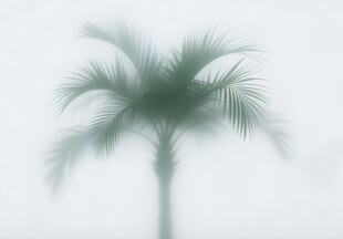 雾气磨砂膜效果绿植贴图