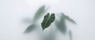 雾气磨砂膜效果绿植贴图