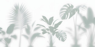 雾气磨砂膜效果绿植贴图