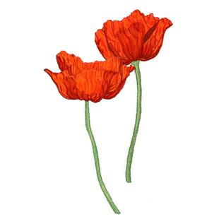 两朵鲜艳红色罂粟花