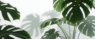 雾气磨砂膜效果绿植贴图