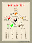 中医脏腑理论图