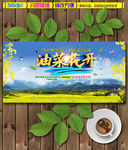 油菜花开