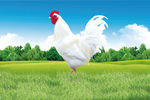 大公鸡