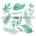 叶子 树叶 花叶 春天 热带