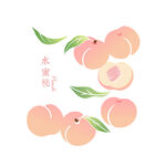 水蜜桃插画