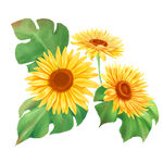 手绘水彩风向日葵